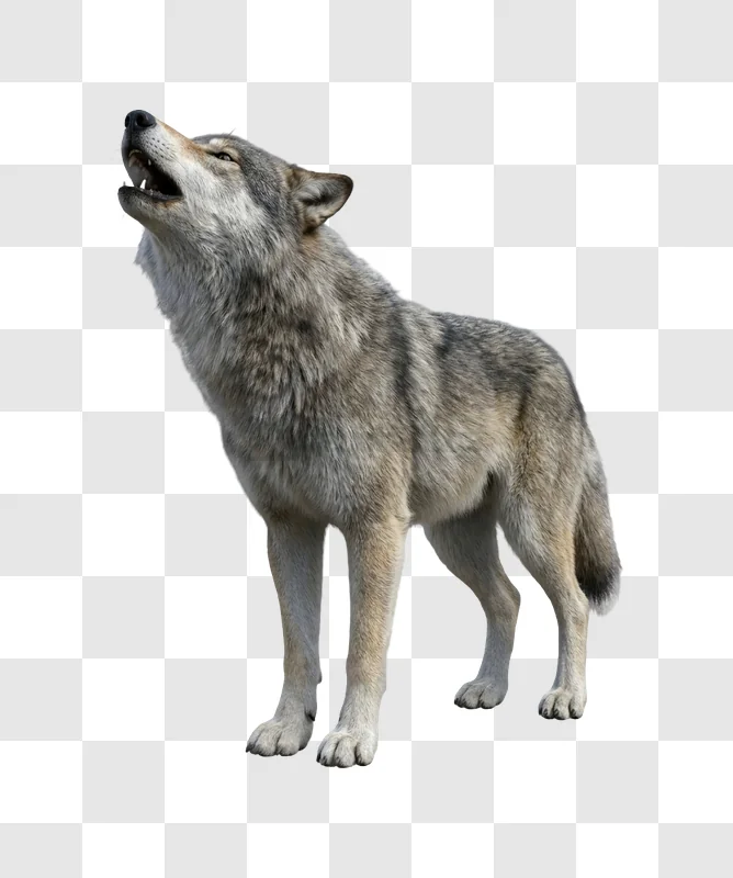 Wolf Howling With Mouth Open gray fur transparent background