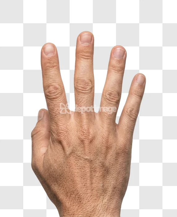 Back of Hand With Fingers Spread human skin light brown