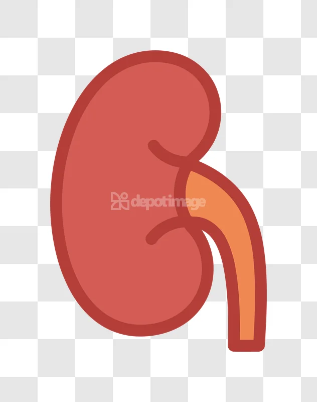 Basic Human Kidney Cartoon Illustration flat graphic red orange outline