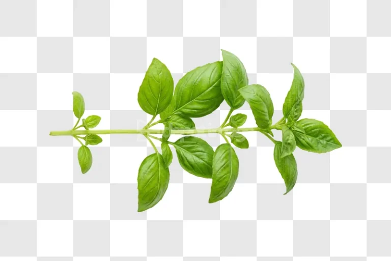 Basil Leaves Fresh Green vibrant green transparent background