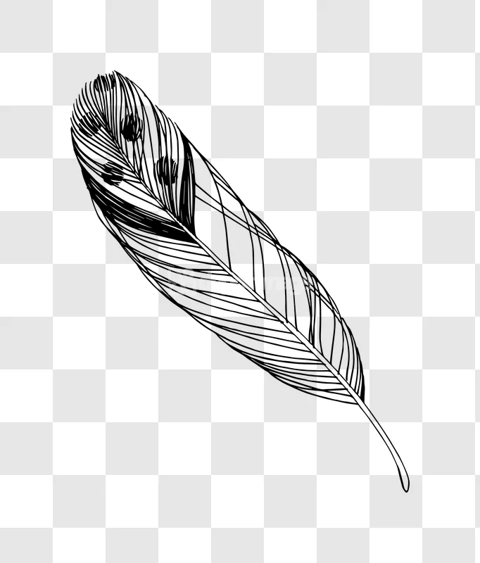 Bird Quill Feather Ink Sketch Artcraft Lineart