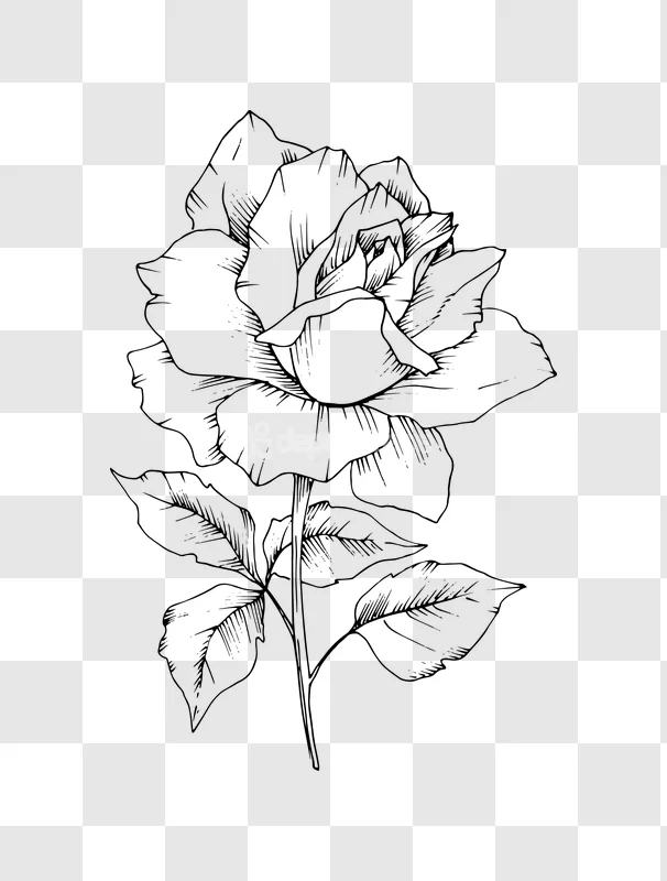 Black and White Rose Flower Drawing Illustration