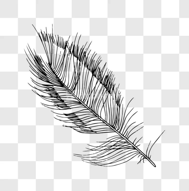 Black Feather Pen Ink Drawing Illustration