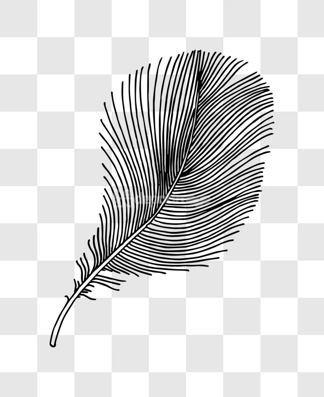 Black Ink Draw Single Bird Feather Illustration minimal line art transparent
