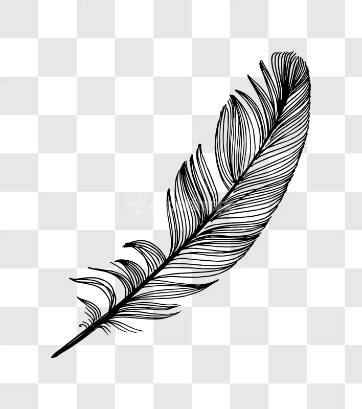 Black Line Art Feather Hand Drawn Illustration black line transparent background