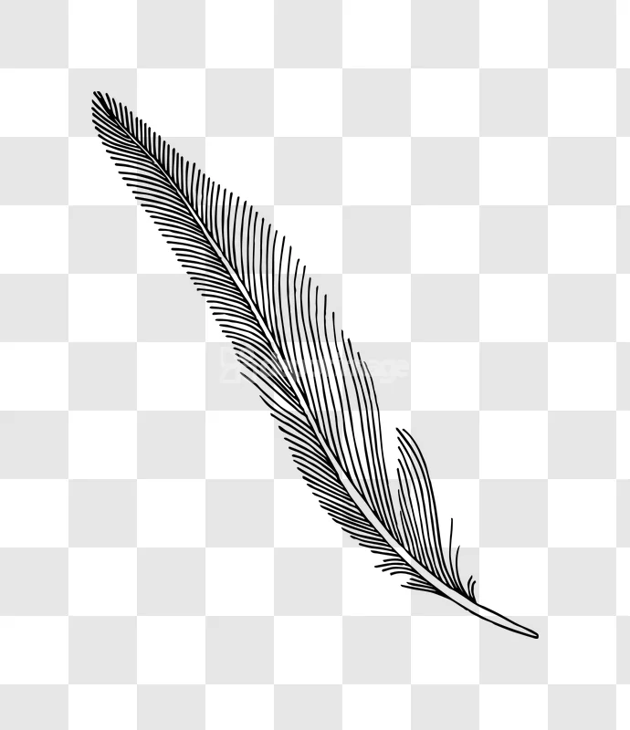 Black Line Art Feather Illustration Drawing, simple black line art
