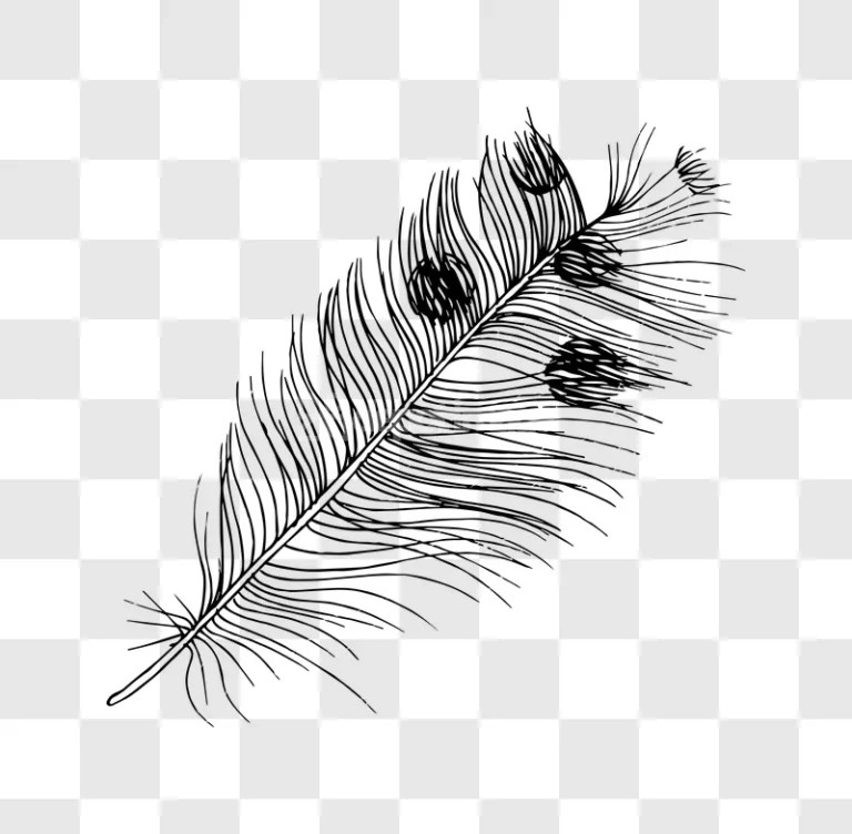 Black White Detailed Feather Drawing Illustration clean vector art