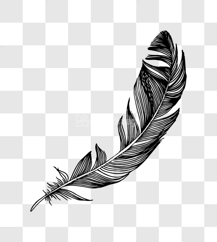 Black White Detailed Single Feather Artwork