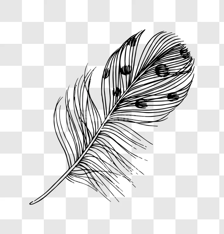 Black White Feather Ink Sketch Art Craft