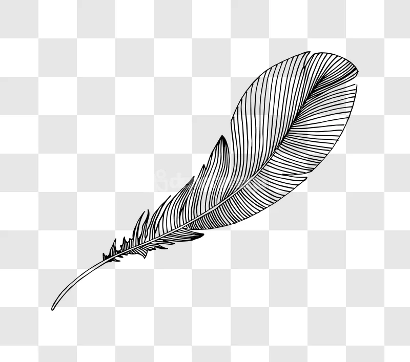 Black White Feather Line Art Drawing Sketch black white transparent background