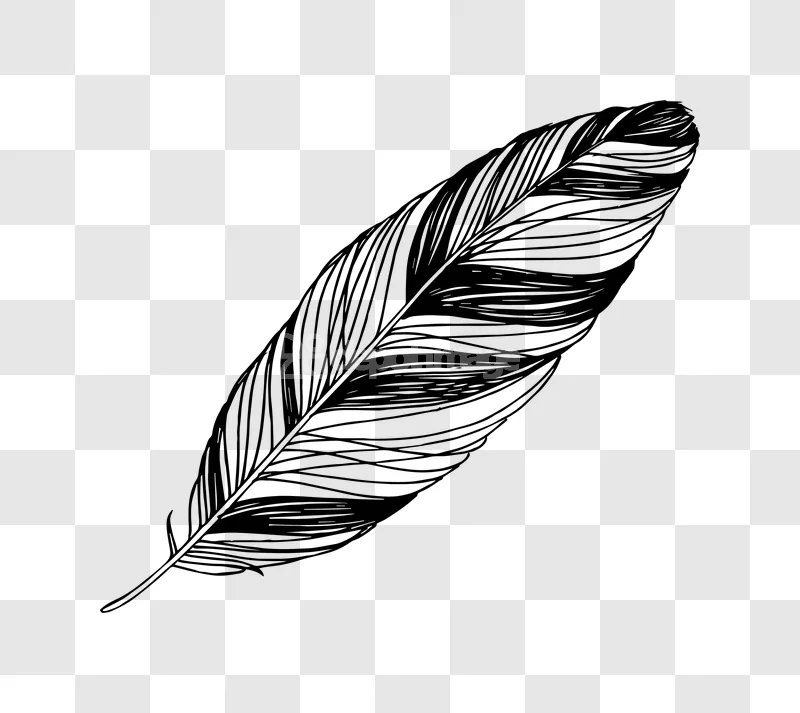 Black White Feather Outline Drawing Illustration minimalist isolated graphic
