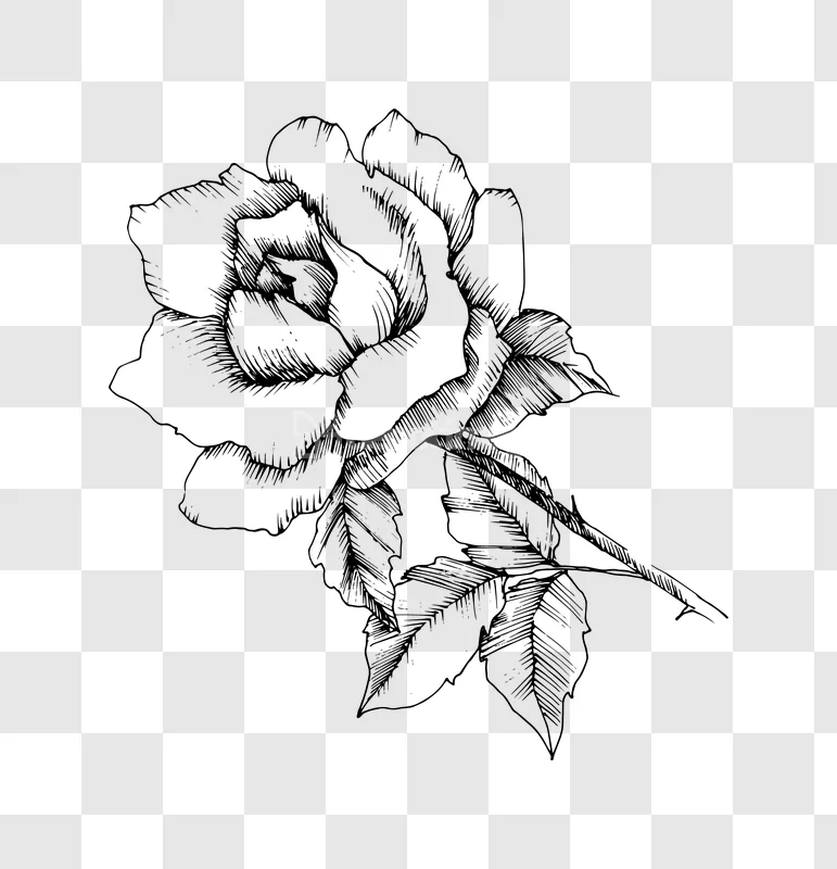 Black White Hand Drawn Rose Illustration transparent background