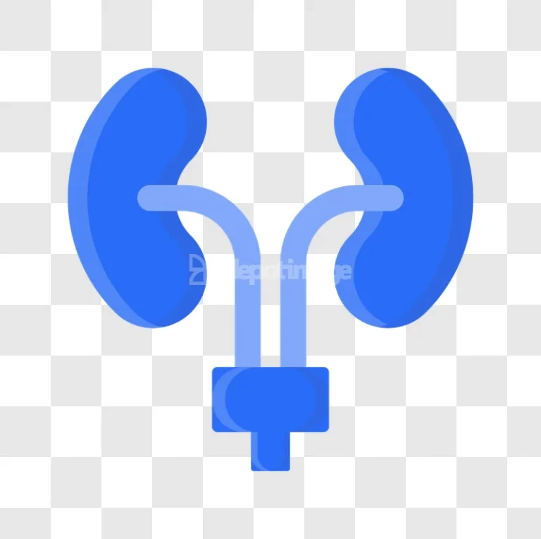Blue Human Kidneys Renal Organ Health
