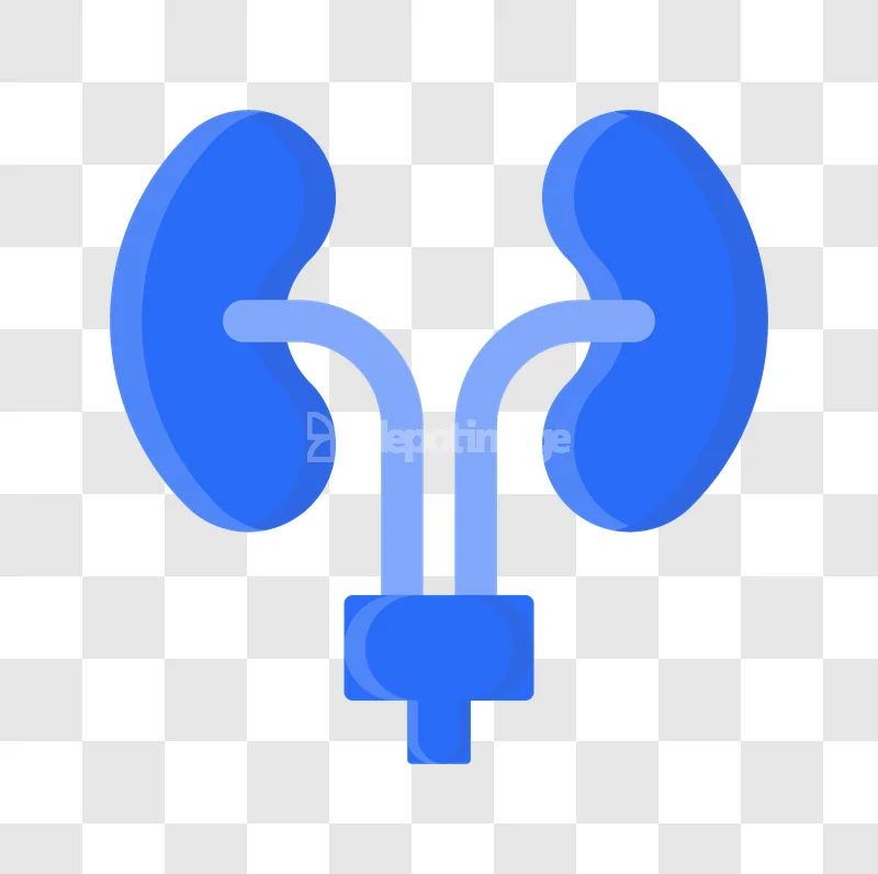 Blue Human Kidneys Renal Organ Health flat icon transparent background
