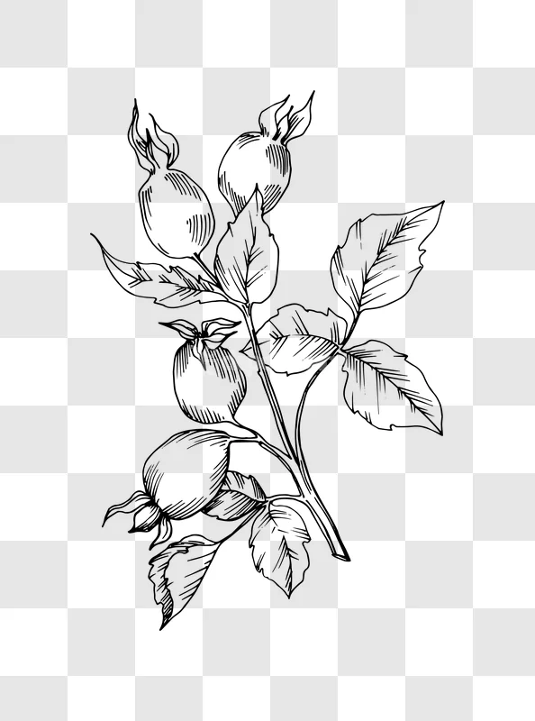 Botanical Illustration Rose Hips Detailed Line Art
