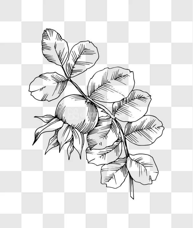 Botanical Illustration Rosehip Berry Leaves Ink Drawing