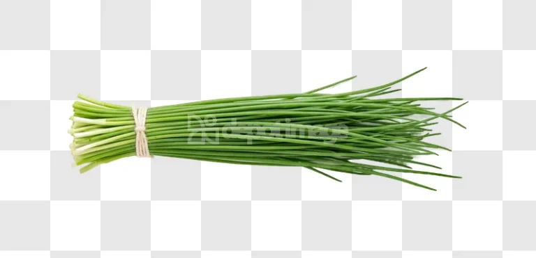 Bunch Fresh Green Chives tied with string transparent background