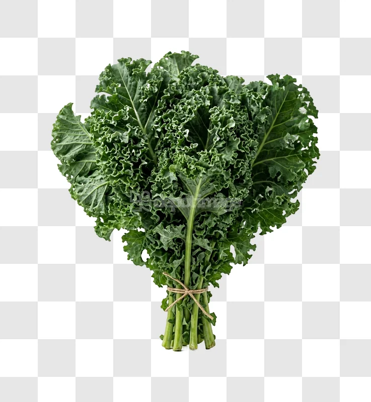Bunch Fresh Green Kale vibrant green leaves tied with twine