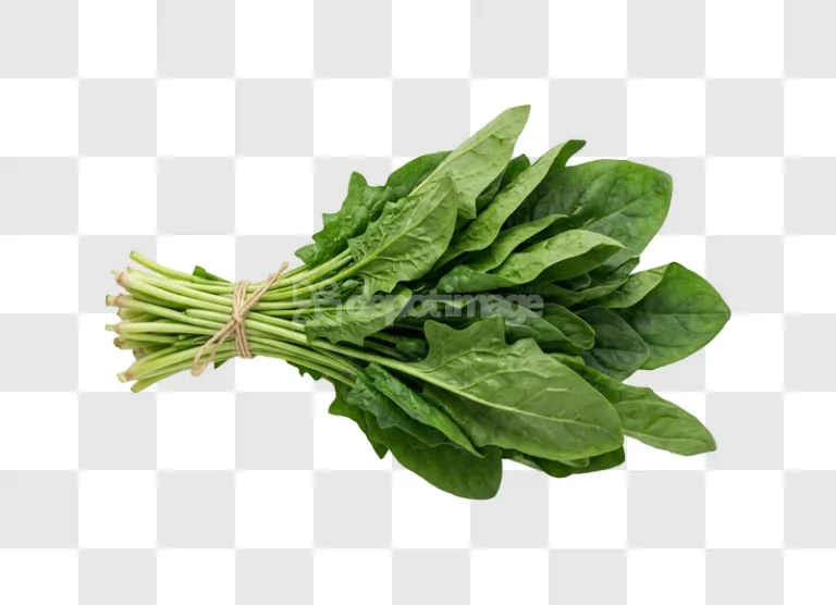 Bunch Fresh Green Spinach tied with twine, fresh leaves, transparent background