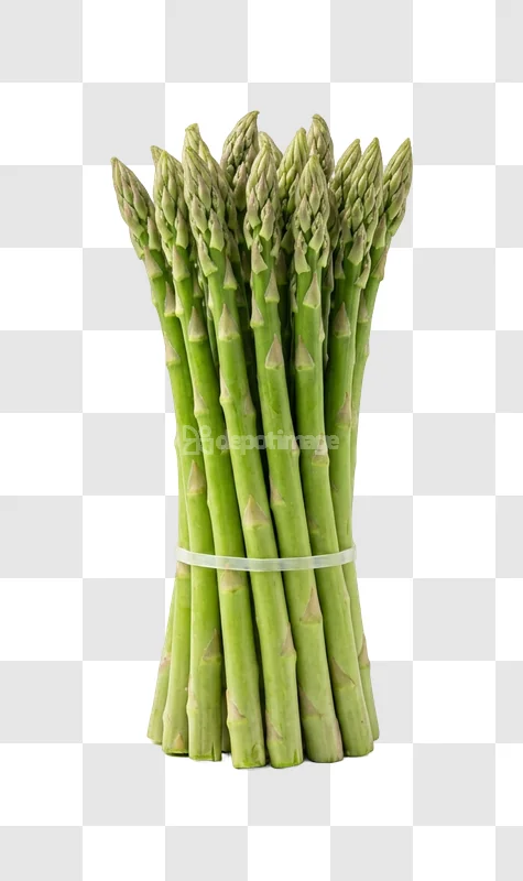 Bundle Green Fresh Asparagus green stalks white band