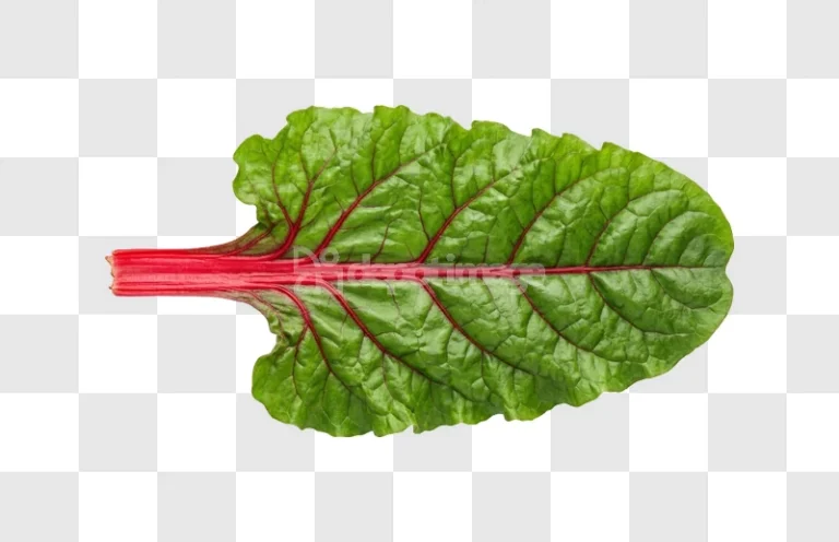 Chard Leaf Red Veins vibrant green red veins transparent