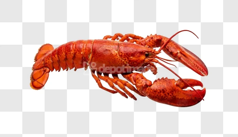 Cooked Red Lobster White Claws bright red shell, detailed claws, transparent background