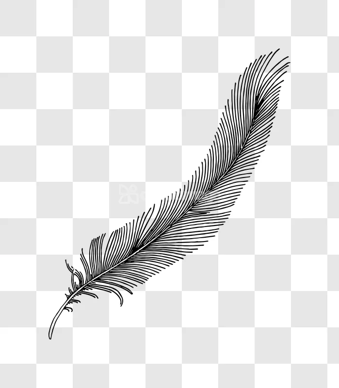 Delicate Curved Bird Feather Illustration Vector Art