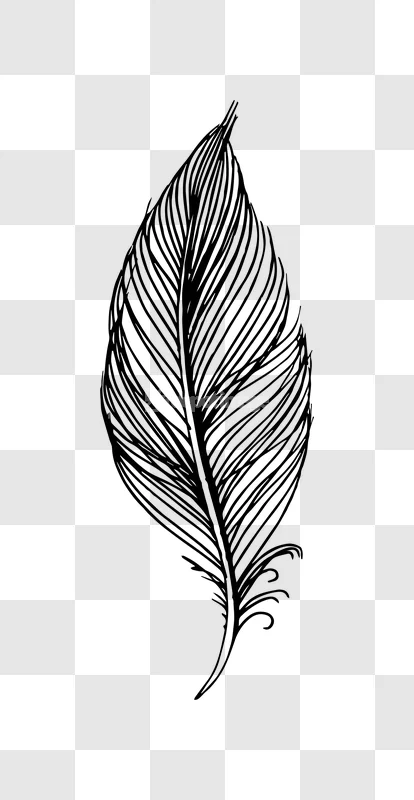 Feather Hand Drawn Black Ink Illustration Art