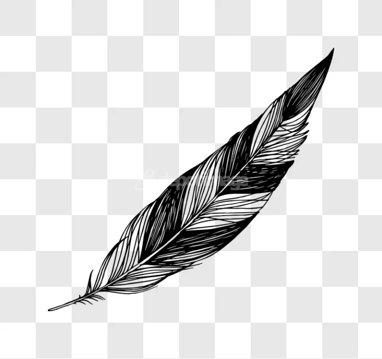 Feather Illustration Black White Hand Drawn Sketch minimal black white sketch