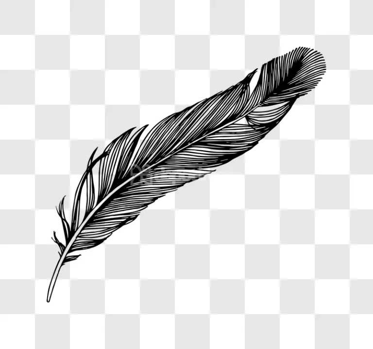 Feather Quill Ink Pen Drawing Illustration black transparent background