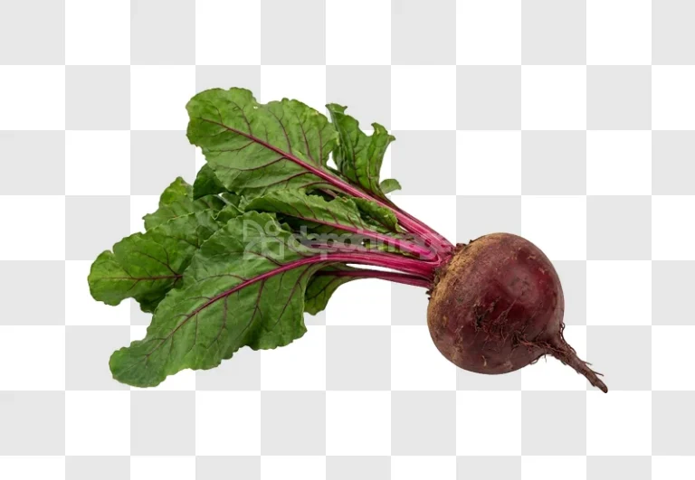 Fresh Beet Roots Greens vibrant green leaves red stems transparent background