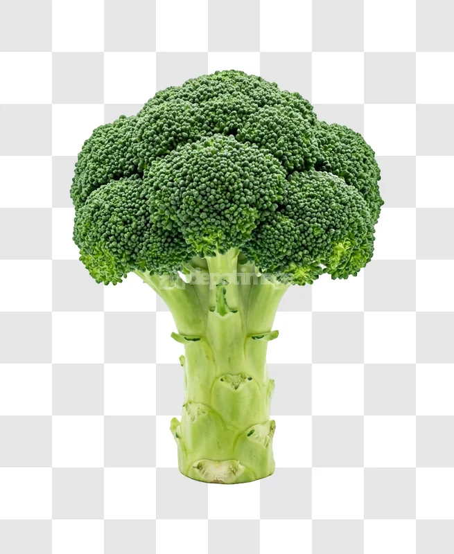 Fresh Broccoli Florets Stalk vibrant green florets transparent background