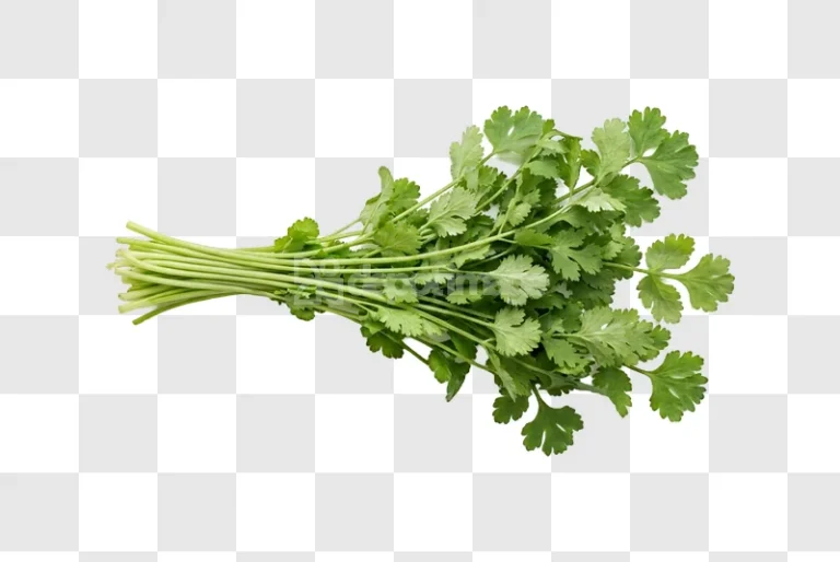 Fresh Cilantro Bunch Green vibrant green leaves transparent background