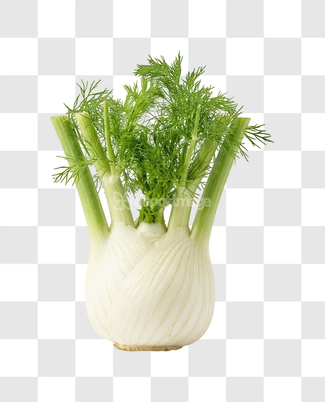 Fresh Fennel Bulb Green Fronds isolated white bulb green fronds