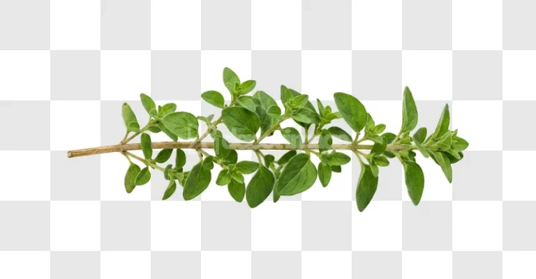 Fresh Oregano Sprig Green Herb isolated on black background