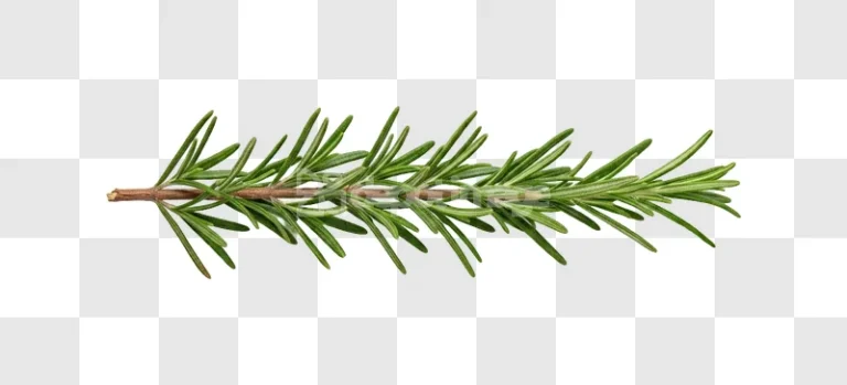 Fresh Rosemary Sprig Green Herb isolated on black background