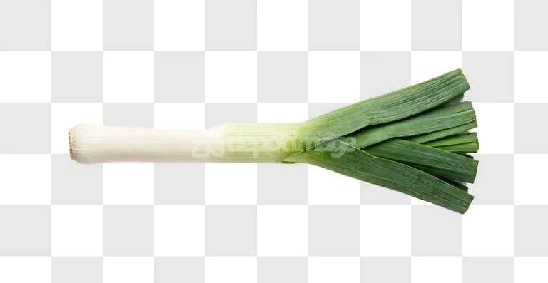 Fresh Whole Green White Leek Vegetable isolated on black background