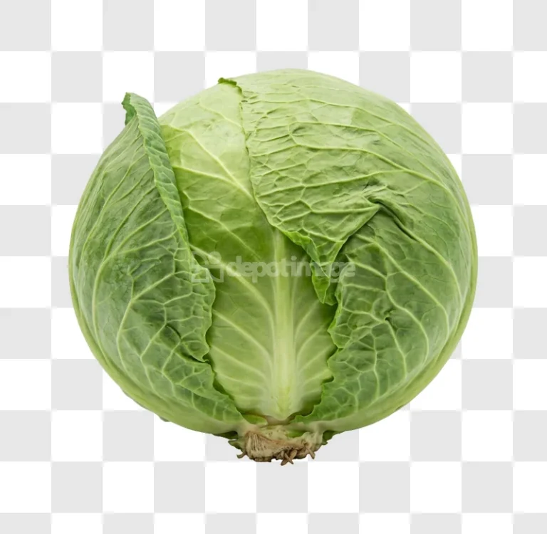 Green Cabbage Vegetable fresh round green isolated