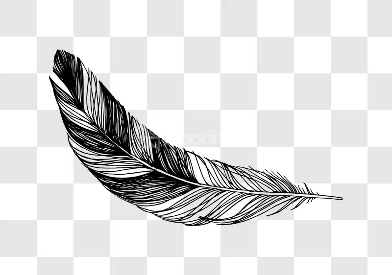 Hand Drawn Black Curved Bird Feather Illustration black line art transparent