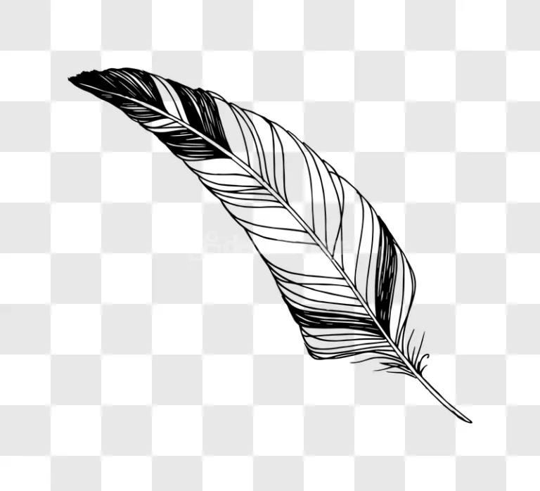Hand Drawn Black Ink Art Craft Feather Illustration