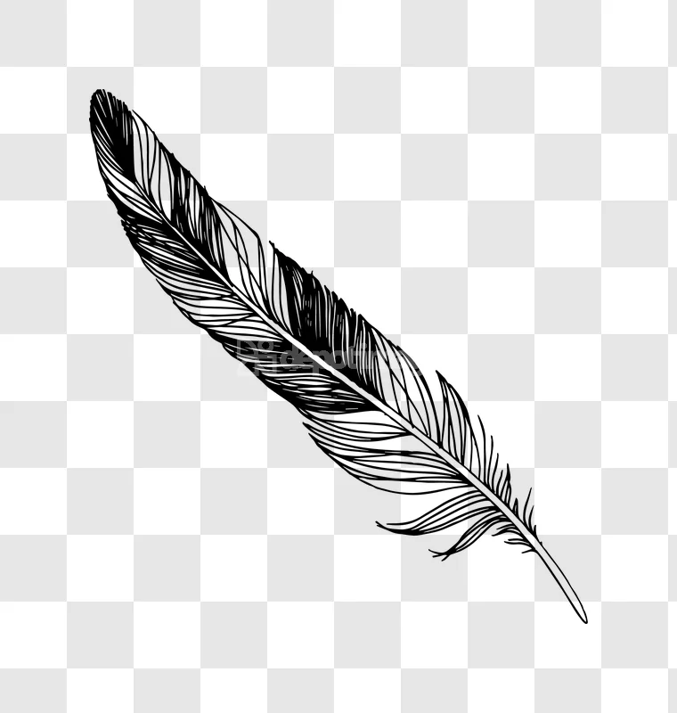 Hand Drawn Black Natural Bird Feather Illustration