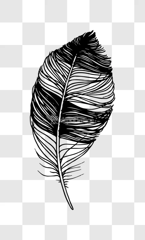Hand Drawn Black Natural Feather Illustration