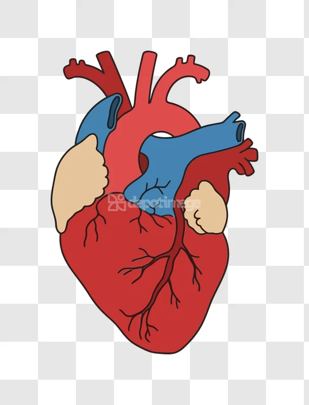 Heart Anatomy Diagram Vector Illustration, colorful cartoon style on black