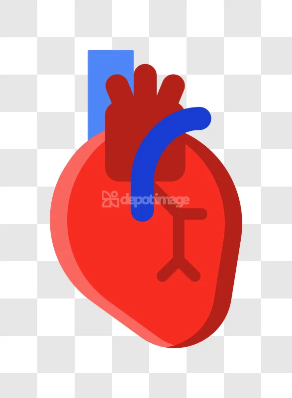 Human Heart Organ Colorful Illustration