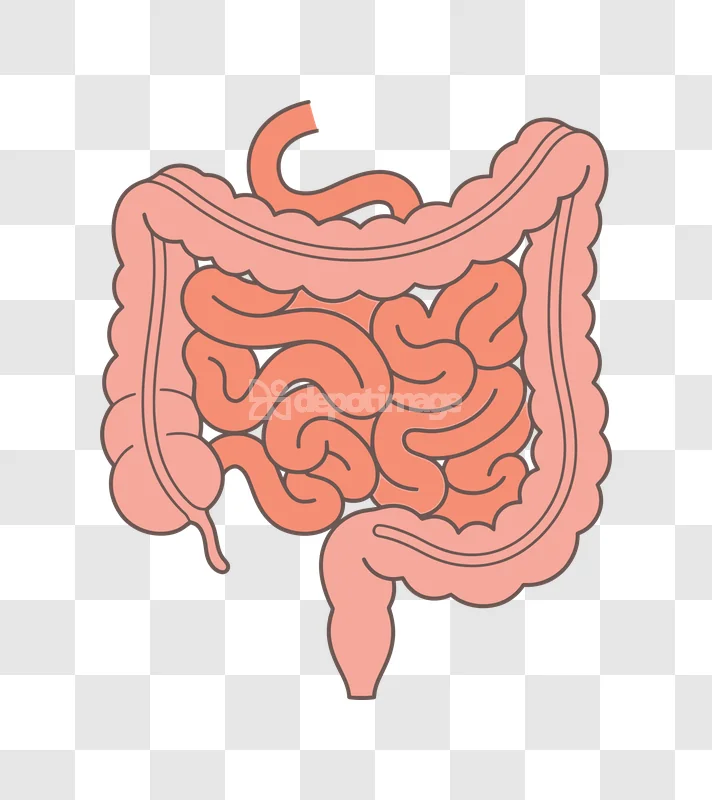 Human Intestines Digestive System Illustration flat style pink organs