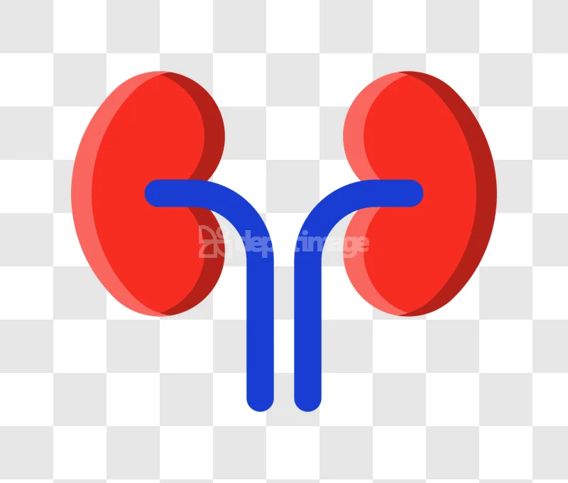 Human Kidney Anatomy Red Blue Illustration stylized red and blue organs