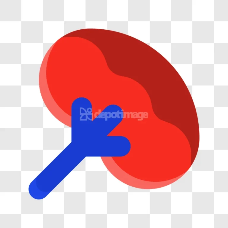 Human Kidney Medical Organ Anatomy Healthy flat icon red blue