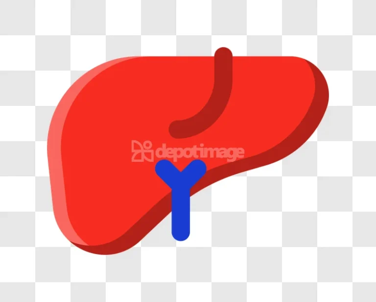Human Liver Anatomy Red Blue Organ Icon
