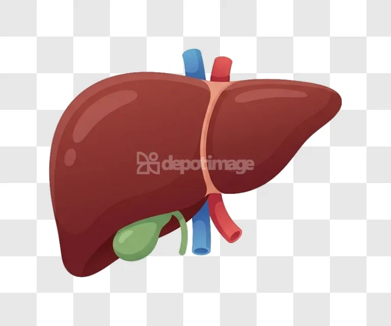 Human Liver Gallbladder Artery Vein Anatomy