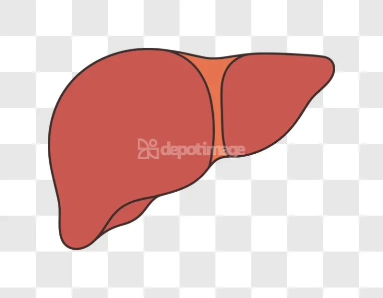 Human Liver Organ Flat Illustration Isolated, red and orange flat icon